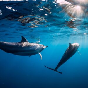 Delphine und Wale beobachten