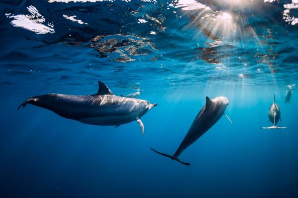 Tenerife: "Delfin es balna"