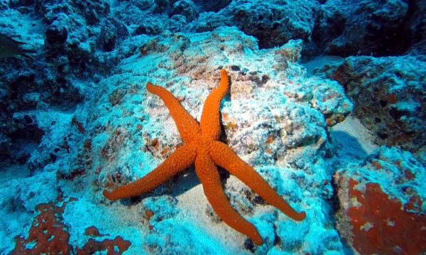 Tenerife: "tengeri csillag"