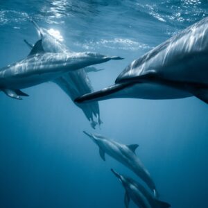 tenerife dolphin watch